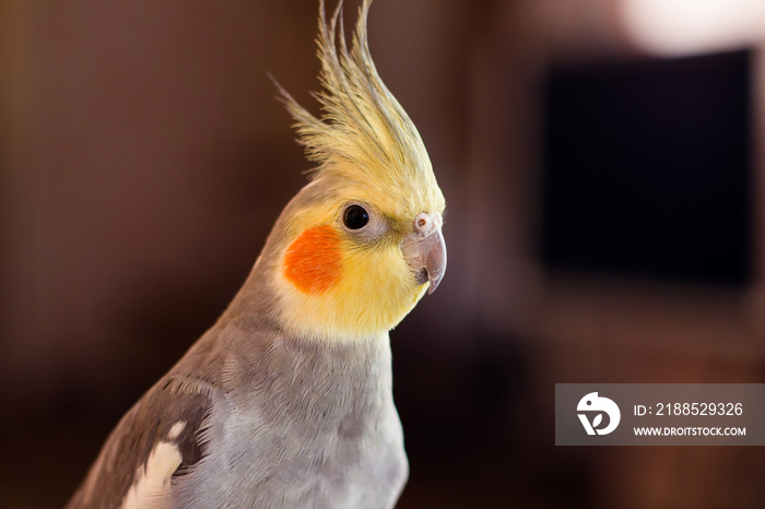 Beautiful photo of a bird. Ornithology.Funny parrot.Cockatiel parrot. Home pet yellow bird.Beautiful feathers.Love for animals.Cute cockatiel.Home pet parrot.A bird with a crest.Natural color.Birdie.