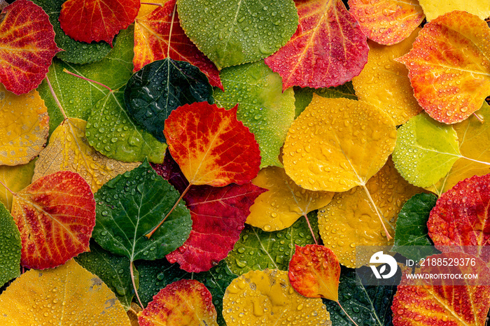 Colorful Aspen tree leaves on ground in morning sunlight