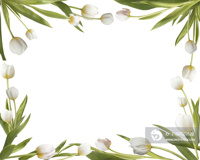 Frame with white tulips isolated on transparent background.