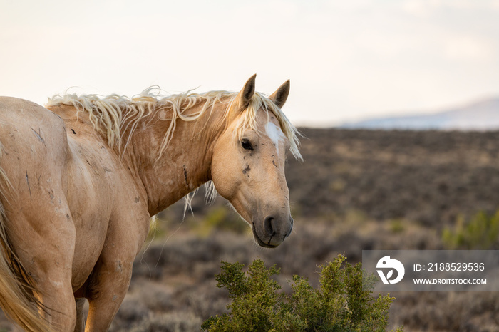 Wild (Feral) Mustangs in the Colorado High Desert