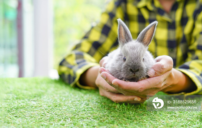 rabbit shepherd holding a grey adorable baby rabbit in hands