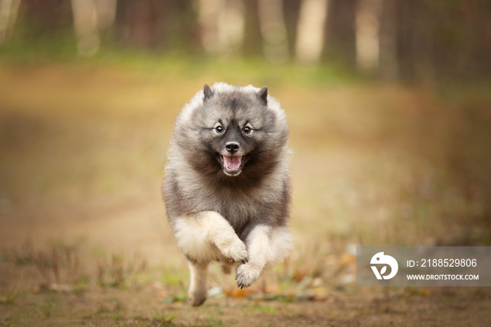 Portrait of funny and crazy gray Wolfspitz female dog running in the bright forest in autumn