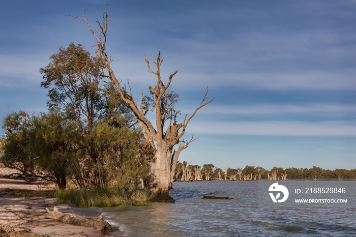 Lake Benanee, where many old River Gums have dead outer branches but living centres due to the trees having shut down sap supply to outer limbs in times of serious drought - NSW, Australia