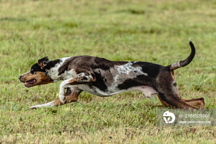 Catahoula leopard dog running in and chasing lure on field