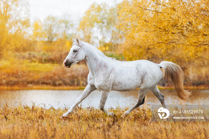 Beautiful horse Arabian breed white suit standing on the background of autumn forest and yellow foliage. The stallion runs trot in field