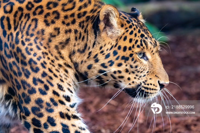 Leopard, a beautiful panther, portrait of profile