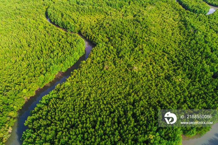 Ecology system green tropical mangrove forest in sea bay