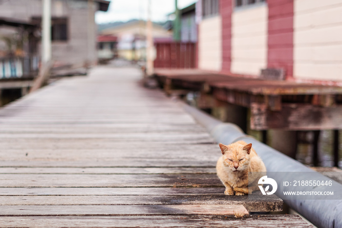 street cat over wooden walkway in Kampong Ayer floating village in the capital of Brunei