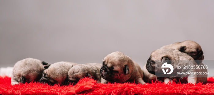 Small newborn pug puppies sleeping together