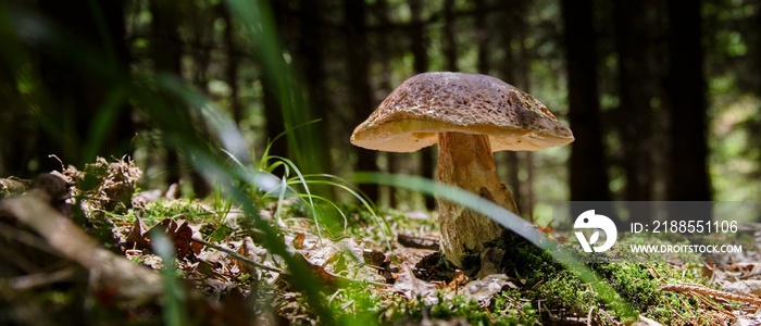 mushroom in the Czech forest (spruce mushroom - Boletus edulis)