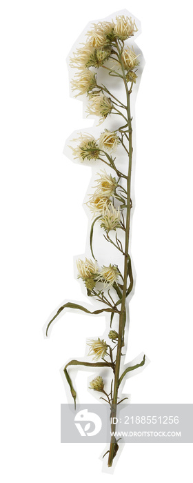 Dried white cutter flower with white stroke