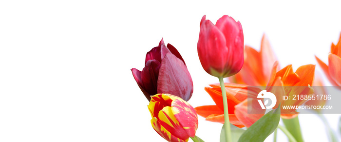 tulpen vor weißem hintergrund, freigestellt