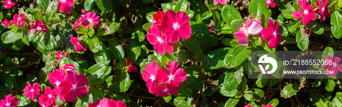 banner image of pink flowers