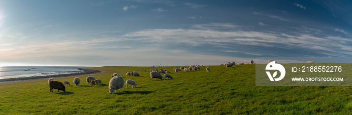 Panoramic view of sheep and lambs on a dike in the sun at the North Sea, Westerdeichstrich, Büsum, Schleswig-Holstein, Germany, flock of sheep with lamb in field or dike, wool on the hoof