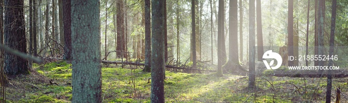 Dark majestic evergreen forest. Sun rays through the mighty pine and spruce trees. Early spring. Finland. Pure nature. Ecotourism, hiking, healthy lifestyle concepts