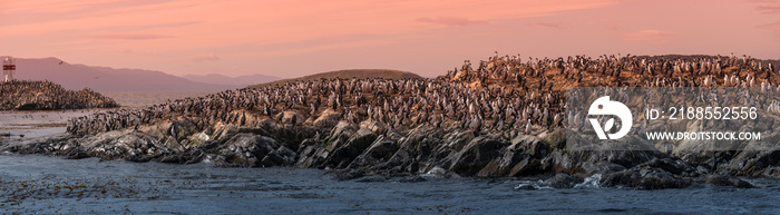 Colony of king cormorants at sunset, Beagle Channel, Patagonia