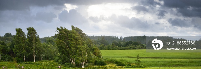 Green field and forest in the background. Birch trees close-up. Dark storm clouds. Country landscape. Fickle weather. Latvia. Cyclone, meteorology, ecology, natural phenomenon