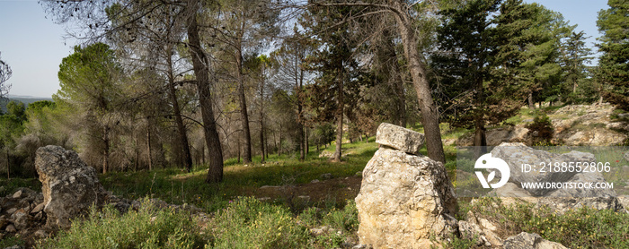 A Forest Scenery near Jerusalem, Israel