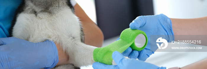 Doctor veterinarian bandaging dog broken paw in clinic