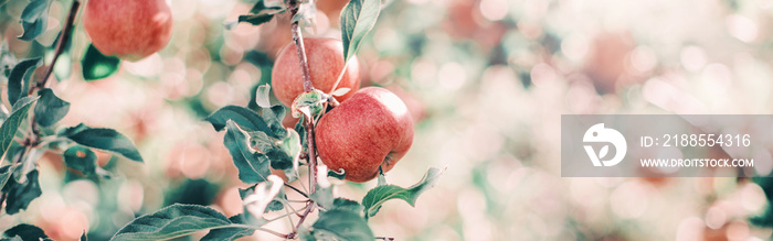 Ripe red apples on branches in orchard garden. Sweet fruits hanging on apple trees at farm. Eco natural background. Sunny summer or autumn fall day in countryside outdoor. Web banner header.