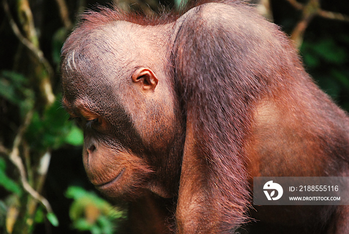 Portret orangutana