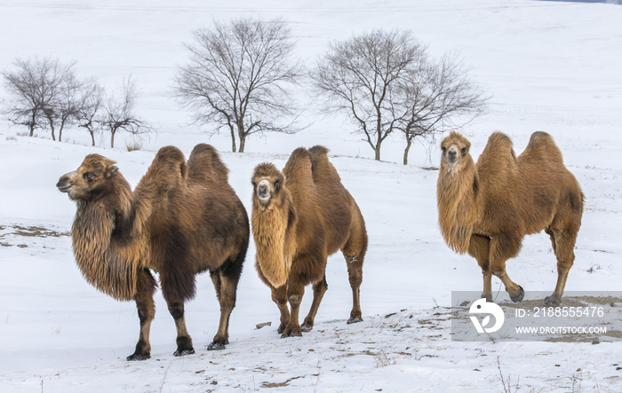 bactrian camels walking in a the winter landscape of northern Mongolia