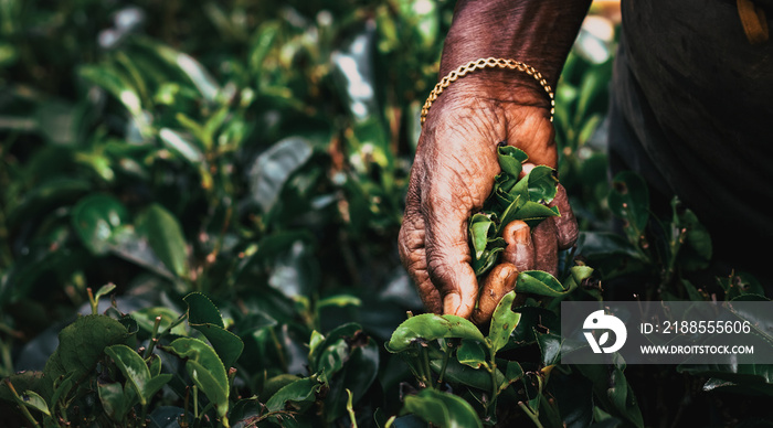 Tea picker woman’s hands