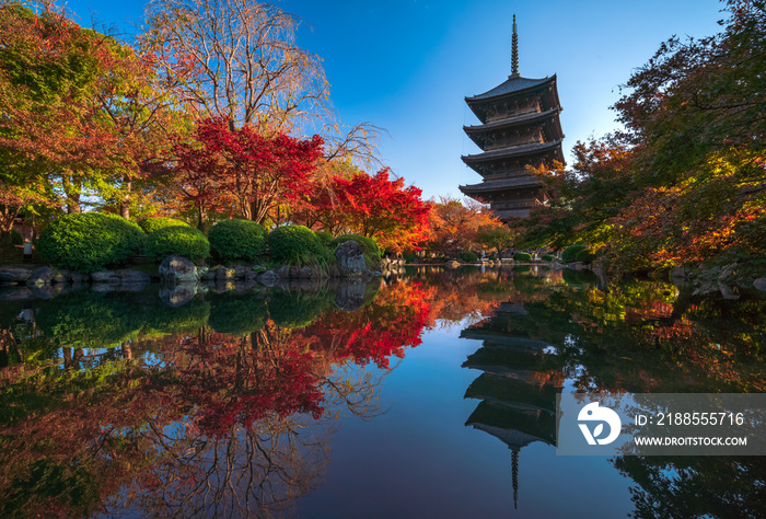 The wooden pagoda of Toji Temple with beautiful maple leaves, Kyoto, Japan