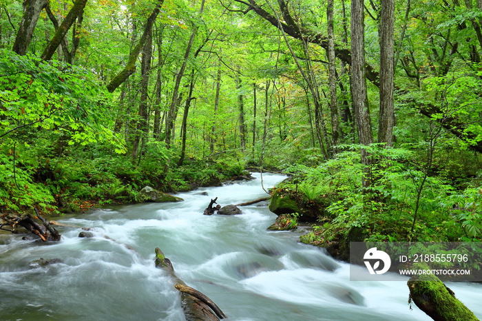 Landscape, Riparian zone, Natural landscape