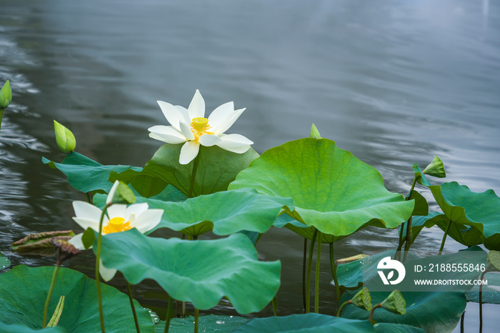 white lotus flower in pond