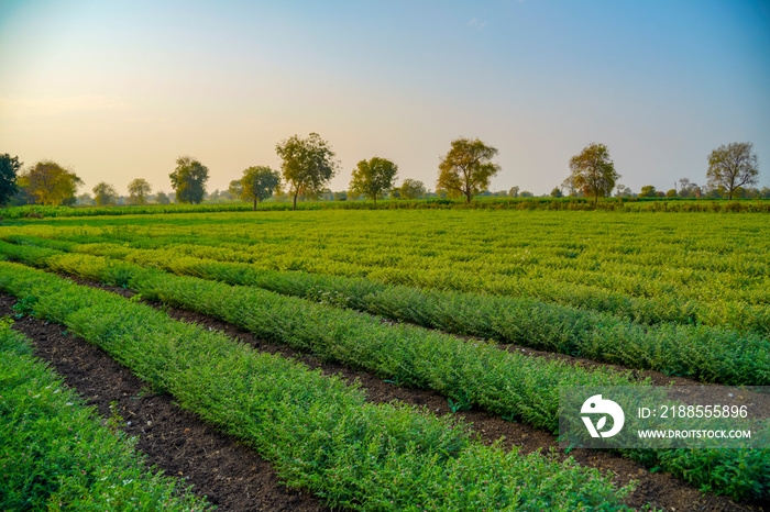 Fresh Green Chickpeas field , Chick peas also known as harbara or harbhara in hindi and Cicer is scientific name,