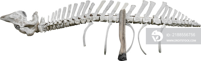 Isolated PNG cutout of a whale skeleton on a transparent background