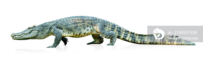 crocodile isolated on white background ,include clipping path