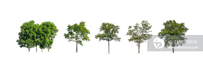 collection of tree, Set of isolated trees on white background