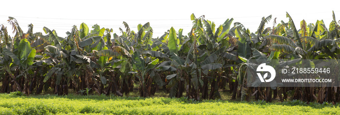 Detail of a banana plantation at Luxor, Egypt.