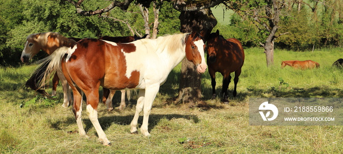 a nice funny portrait of a horse