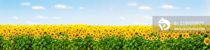 Sonnenblumenfeld mit Blauem Himmel Panorama