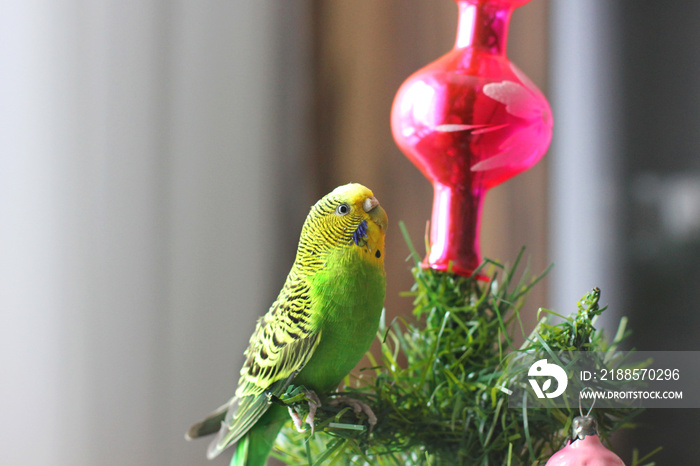 Parrot on a New Year tree