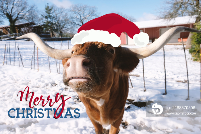 Merry Christmas greeting with Texas longhorn cow in winter snow closeup.