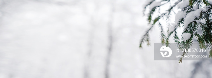 Pine trees are covered with snow on a frosty evening.