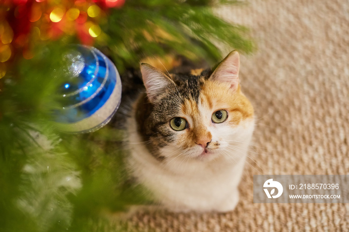 cute cat sitting in a tree near the Christmas decorations and looking at the garland.