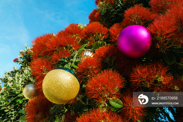 The striking red flowers of New Zealands native Pohutukawa tree with Christmas decorations. The tre