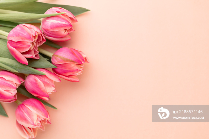 Pink tulip flower on pastel table background with copy space for text. International Women day, Moth
