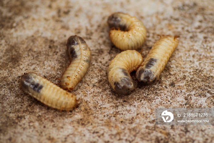 little woodworm .Larvae of the bark beetle on a gray background. Nature.