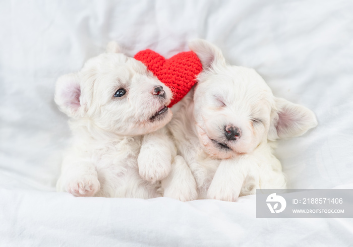 Two tiny Bichon Frise puppy lying with red heart under  white blanket on a bed at home. Top down vie