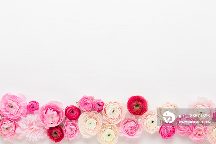 Beautiful colored ranunculus flowers on a white background.Spring greeting card.