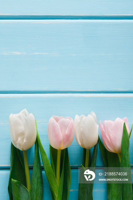 Fresh tulips on blue wood background, copy space