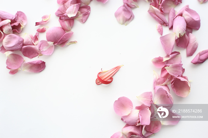 pink and red petals background / abstract aroma background, spa pink petals