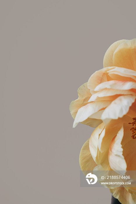 Blooming fluffy orange white peony flower close up on elegant minimal pastel beige background. Creat