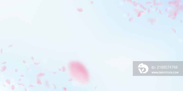 Sakura petals falling down. Romantic pink flowers corners. Flying petals on blue sky wide background